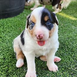 Kal - Blue merle female Border Collie puppy in Morgan, Texas from Shooting Star Ranch
