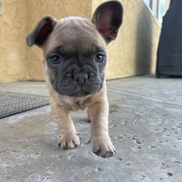 French Bulldogs from Olvera Frenchies