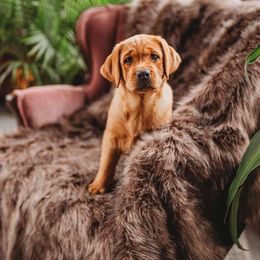 Labrador Retriever Puppies from Shadow Run Labradors