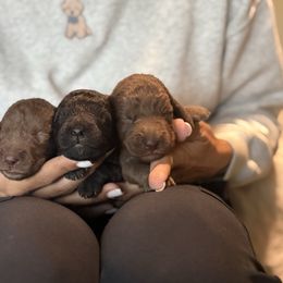 Bedlington Terrier puppies from Cloud9 Bedlingtons and Argos Danes