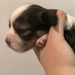 Companion Crosses and Havanese from HannahJoy Hypoallergenic Pups