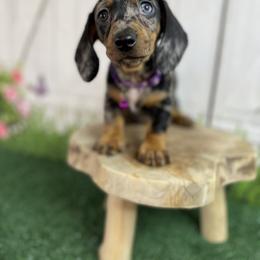 Dachshund and French Bulldog Puppies from AZ Royal Doxies llc