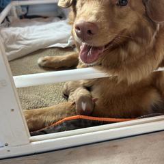 Nova Scotia Duck Tolling Retriever Puppies from Chimay Kennels