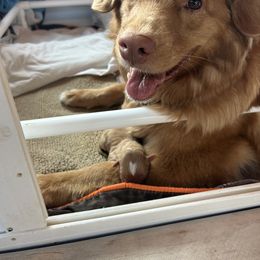 Nova Scotia Duck Tolling Retriever Puppies from Chimay Kennels