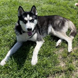 Tōgō - Siberian Husky