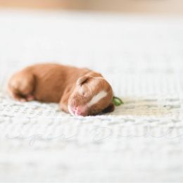 Cavapoo and Goldendoodle Puppies from Harper Doodles