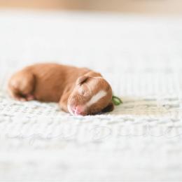 Cavapoo and Goldendoodle Puppies from Harper Doodles