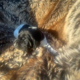Purple collar female - Black female German Shorthaired Pointer puppy in Rincon, Georgia from South Creek Kennels / SCK Gun Dogs