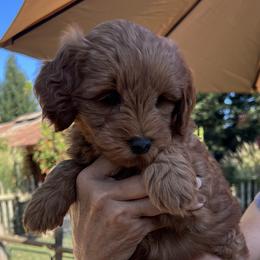 Yellow collar - Red  male Goldendoodle puppy in Fairfield, California from Twin Sisters Doodles
