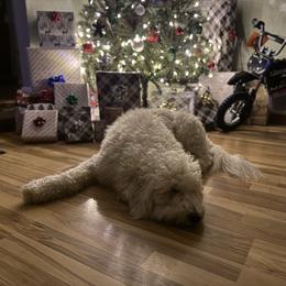 Rizzo - Double Doodle