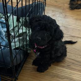 Olivia - Tri-color female Cavapoo puppy in West Olive, Michigan from House of Cavapoos