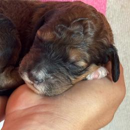 Girl 3 - Brown and white female Bernedoodle puppy in Longmont, Colorado from Colorado Miniature Bernedoodle Puppies