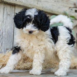 Panda - Black and white male Cockapoo puppy in Seattle, Washington from Sweet Home Doodles