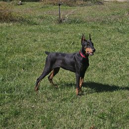 Pickle - Black and rust female Doberman Pinscher puppy in Mount Orab, Ohio from Heyne Kennels