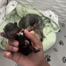 Girl 1 - Yorkshire Terrier puppy in Kenosha, Wisconsin from KH Yorkies