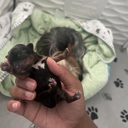 Girl 1 - Yorkshire Terrier puppy in Kenosha, Wisconsin from KH Yorkies