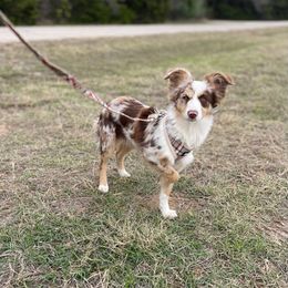 Scottish Terrier and Toy Australian Shepherd Puppies from Pecan Creek