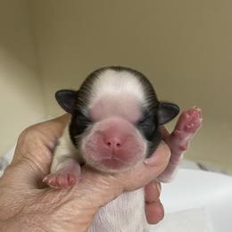 Shih Tzu Puppies from Willow Lane Shih Tzus