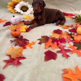Red girl - Red and rust female Doberman Pinscher puppy in Mansfield, Georgia from Marbendale’s Doberman