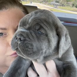 Cane Corso Puppies from Mathis Lake Cane Corso