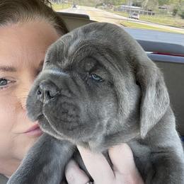 Cane Corso Puppies from Mathis Lake Cane Corso