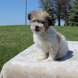 Boy 1 - Parti male Poodle puppy in Hopkins, Missouri from Mowry Creek Mini Aussiedoodles and More