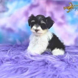 Scorpio - Liver male Miniature Schnauzer puppy in Cypress, Texas from Brady's Birddogs