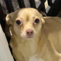 Miss Kira - Chihuahua