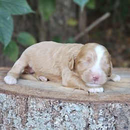 Ginger - Red and white female Cockapoo puppy in Louisburg, North Carolina from Raven Oak's Shepherds