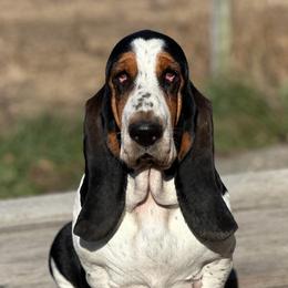 Angelica - Basset Hound