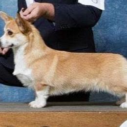Ginger - Pembroke Welsh Corgi