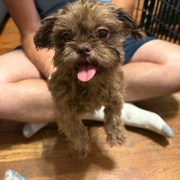 Pip - Chocolate female Shih Tzu puppy in Milford, Delaware from Spunky Shih-Tzus Delaware (Spunky Shih-Tzus)