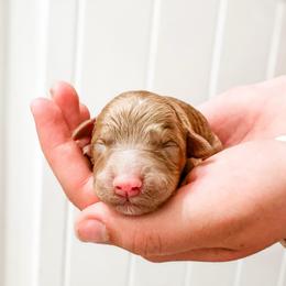 Girl 1 - Red  female Goldendoodle puppy in Mountain Home, Idaho from MightyDoods