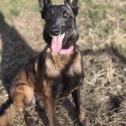 Belgian Malinois puppies from North Texas Working Malinois