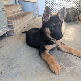 Atlas - German Shepherd puppy in Chapel Hill, Tennessee from Black Swan German Shepherd Dog