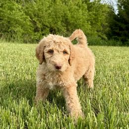 Aussiedoodle, Labradoodle, and Sheepadoodle Puppies from Boxcar Doodles and Poodles