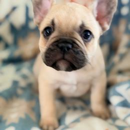 Simba - Fawn male French Bulldog puppy in Washington, Pennsylvania from Crooked Pine French Bulldogs