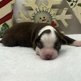 Ginger - Red & white female Miniature Australian Shepherd puppy in Norco, California from River Springs Aussies