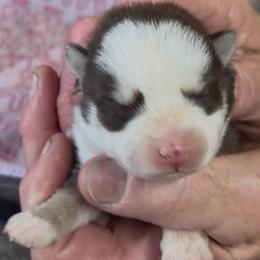 Jazzy - Chocolate female Pomsky puppy in Spring Hill, Florida from PDQ Pomskies