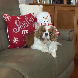 Maggie - Blenheim female Cavalier King Charles Spaniel puppy in Spokane, Washington from Rolling Meadows Cavaliers