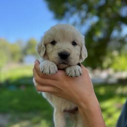 Male pick 3 - Light golden male Golden Retriever puppy in Colville, Washington from Columbia Ridge Goldens