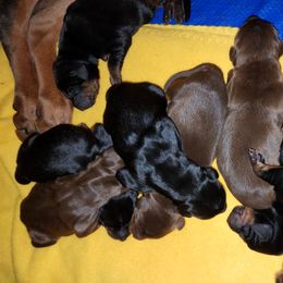 Doberman Pinscher Puppies from Franklin Dobermans