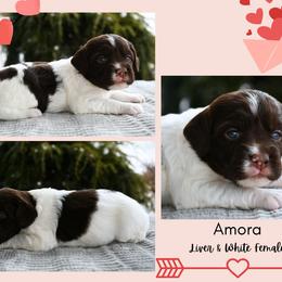 Amora - Liver and white female Brittany puppy in Hollidaysburg, Pennsylvania from Royal Flush Farms