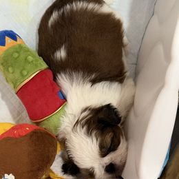 Sparky - Tricolor male Shih Tzu puppy in San Jose, California from Bay Area Shih Tzu