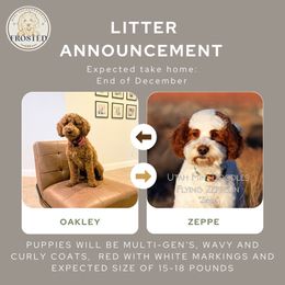 Goldendoodle puppies from Frosted Goldendoodles