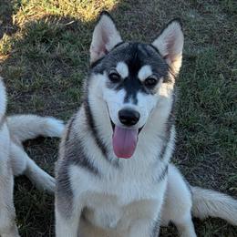 Girl 1 - Black and white female Siberian Husky puppy in Loudon, Tennessee from Kristari Siberians