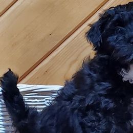 Havanese from Darrtfarms