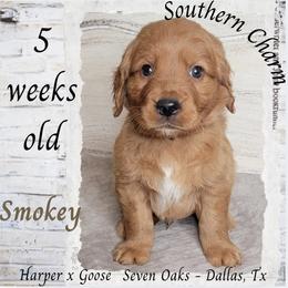 Smokey (Brown Collar) - Dark golden male Golden Retriever puppy in Scurry, Texas from 07 Seven Oaks Goldens and Doodles