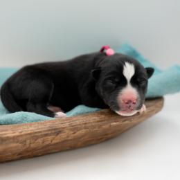 Frida - Black and white female Siberian Husky puppy in Meadow Vista, California from Thistle Hill Siberians