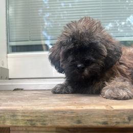 Kelly 2000 - Sable female Yorkipoo puppy in Gastonia, North Carolina from Dynasty Kennel